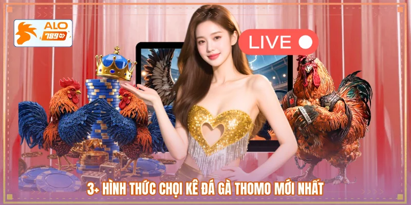3+ Hình thức chọi kê đá gà Thomo mới nhất