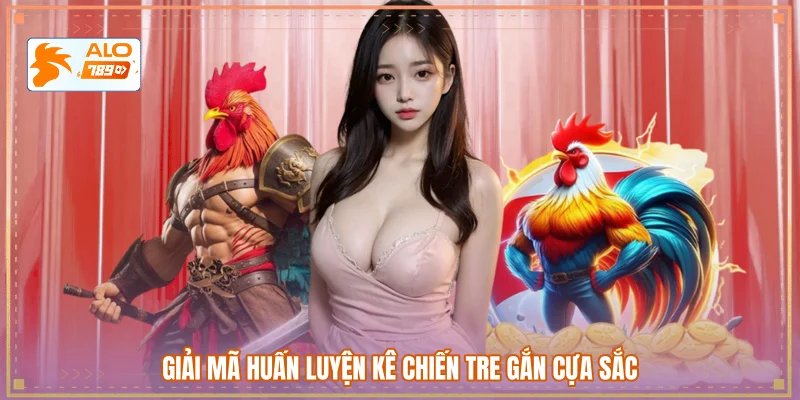 Giải mã huấn luyện kê chiến tre gắn cựa sắc